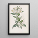 Sweet-bitter with jasmine leaves - Sydenham Edwards — framed artwork on a wall