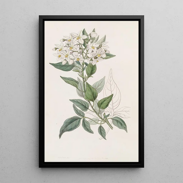 Sweet-bitter with jasmine leaves - Sydenham Edwards — framed artwork on a wall