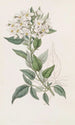 Sweet-bitter with jasmine leaves - Sydenham Edwards — artwork view