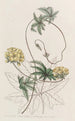Stigmaphyllon à feuilles de Jatropha - Sydenham Edwards — artwork view