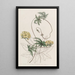 Stigmaphyllon à feuilles de Jatropha - Sydenham Edwards — framed artwork on a wall
