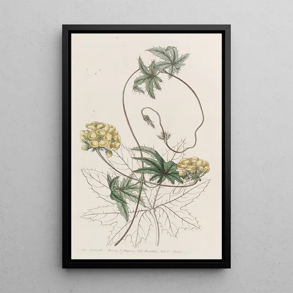 Stigmaphyllon à feuilles de Jatropha - Sydenham Edwards — framed artwork on a wall