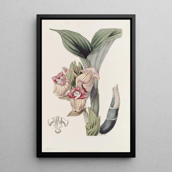 Acanthophippium javanais - Sydenham Edwards — framed artwork on a wall
