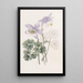 Colombine joyeuse - Sydenham Edwards — framed artwork on a wall