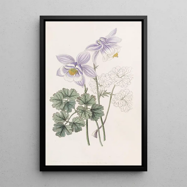 Colombine joyeuse - Sydenham Edwards — framed artwork on a wall