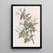 Jasmin apparenté - Sydenham Edwards — framed artwork on a wall
