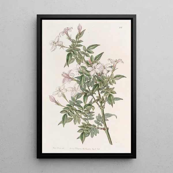 Jasmin apparenté - Sydenham Edwards — framed artwork on a wall