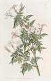 Jasmin apparenté - Sydenham Edwards — artwork view
