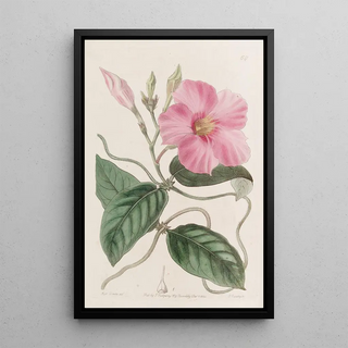 Sydenham Edwards - Knobjointed Dipladenia.webp