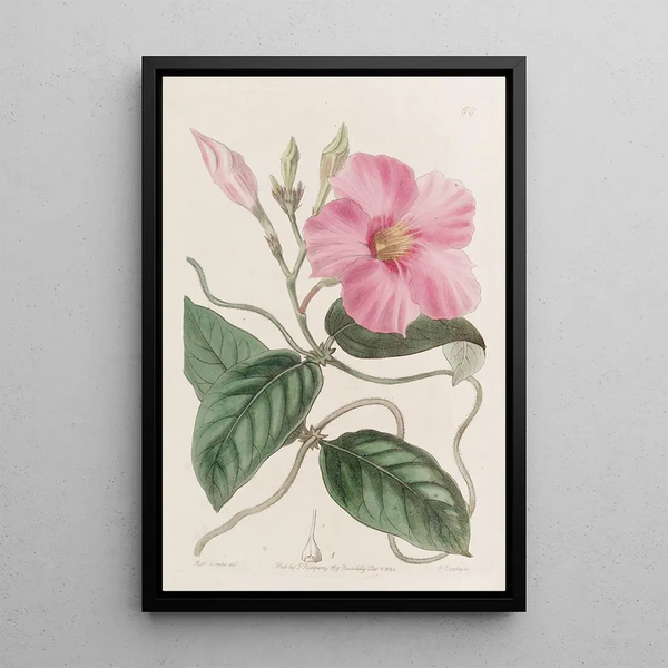 Dipladénia à nœuds - Sydenham Edwards — framed artwork on a wall