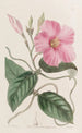 Dipladénia à nœuds - Sydenham Edwards — artwork view
