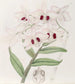 Dendrobium painting by Lady Dalhousie - Sydenham Edwards — artwork view