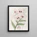 Dendrobium painting by Lady Dalhousie - Sydenham Edwards — framed artwork on a wall