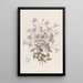 Campanule Laeflings - Sydenham Edwards — framed artwork on a wall