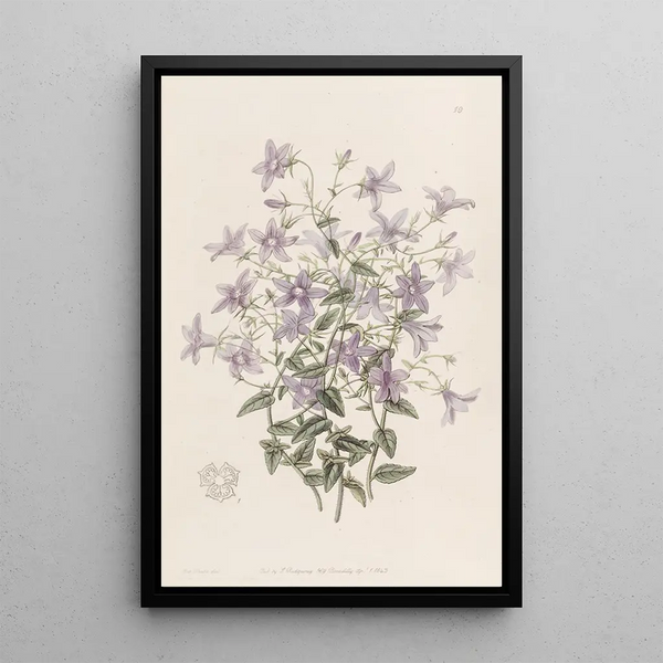 Campanule Laeflings - Sydenham Edwards — framed artwork on a wall