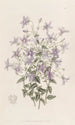 Campanule Laeflings - Sydenham Edwards — artwork view