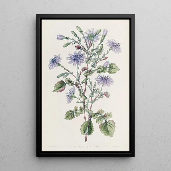 Mulgède with large roots - Sydenham Edwards — framed artwork on a wall