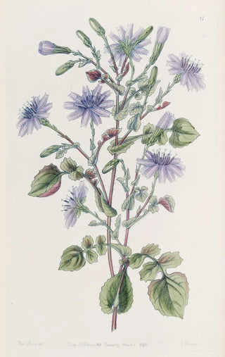 Sydenham Edwards - LargeRooted Mulgede.webp