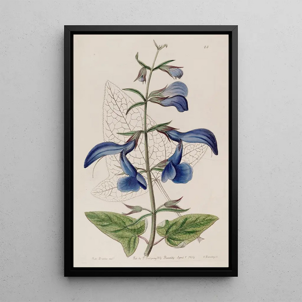 Mexican sage with large blue flowers - Sydenham Edwards — framed artwork on a wall