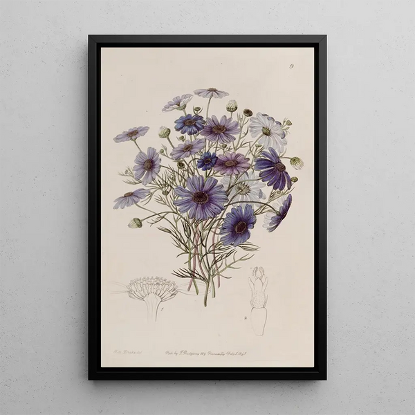 Marguerite swan with large flowers - Sydenham Edwards — framed artwork on a wall