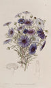 Marguerite swan with large flowers - Sydenham Edwards — artwork view