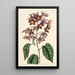 Sweet-bitter with large anthers - Sydenham Edwards — framed artwork on a wall