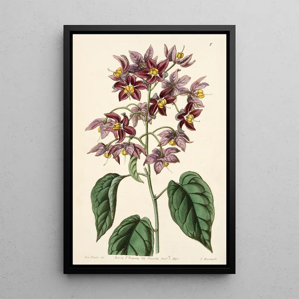 Sweet-bitter with large anthers - Sydenham Edwards — framed artwork on a wall