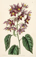 Sweet-bitter with large anthers - Sydenham Edwards — artwork view