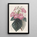 Achimènes à grandes fleurs - Sydenham Edwards — framed artwork on a wall