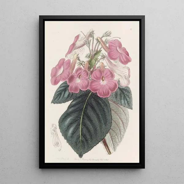 Achimènes à grandes fleurs - Sydenham Edwards — framed artwork on a wall