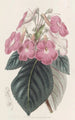 Achimènes à grandes fleurs - Sydenham Edwards — artwork view