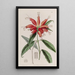 Blushwort with large flowers - Sydenham Edwards — framed artwork on a wall