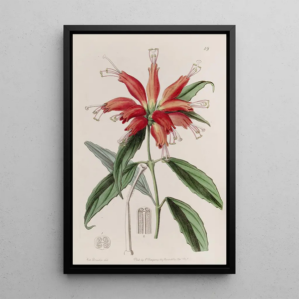 Blushwort with large flowers - Sydenham Edwards — framed artwork on a wall
