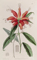 Blushwort with large flowers - Sydenham Edwards — artwork view