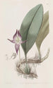 Bulbophyllum à grandes fleurs - Sydenham Edwards — artwork view