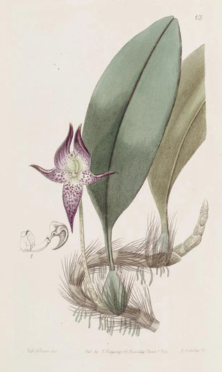 Sydenham Edwards - Largeflowered Bolbophyllum.webp