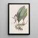 Bulbophyllum à grandes fleurs - Sydenham Edwards — framed artwork on a wall