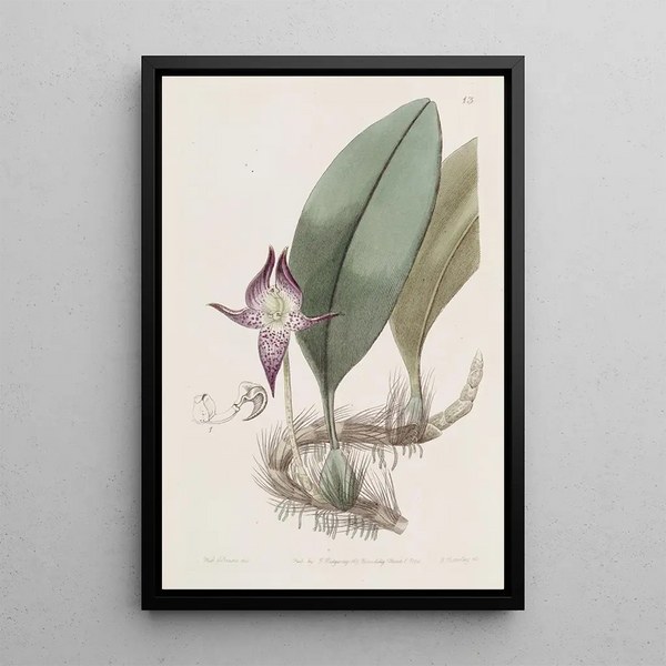 Bulbophyllum à grandes fleurs - Sydenham Edwards — framed artwork on a wall