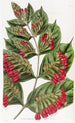 Combretum à grandes fleurs - Sydenham Edwards — artwork view