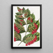 Combretum à grandes fleurs - Sydenham Edwards — framed artwork on a wall