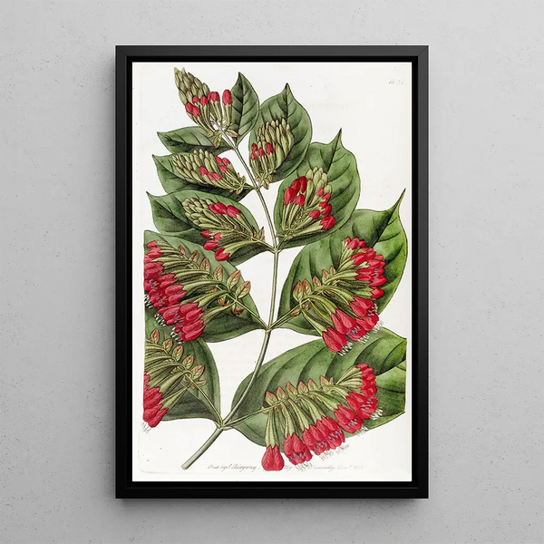 Combretum à grandes fleurs - Sydenham Edwards — framed artwork on a wall