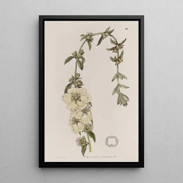 Heimia à grandes fleurs - Sydenham Edwards — framed artwork on a wall