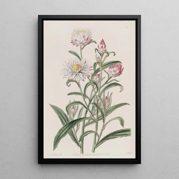 Helichrysum with Large Flowers - Sydenham Edwards — framed artwork on a wall