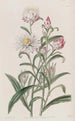 Helichrysum with Large Flowers - Sydenham Edwards — artwork view