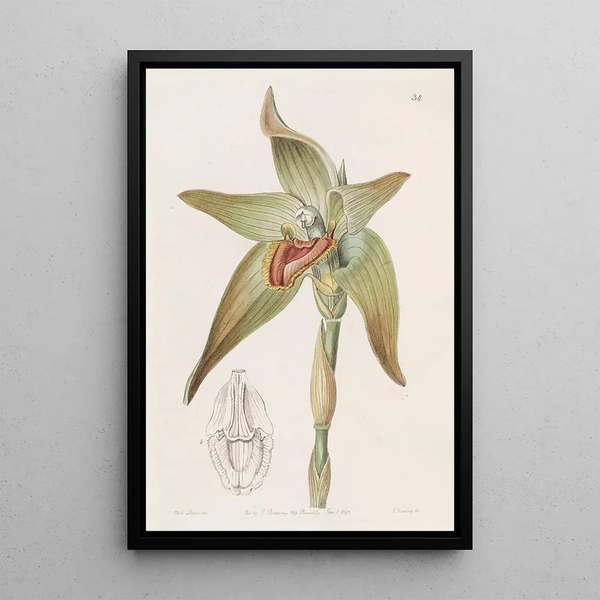 Lycaste à grandes fleurs - Sydenham Edwards — framed artwork on a wall