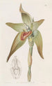 Lycaste à grandes fleurs - Sydenham Edwards — artwork view