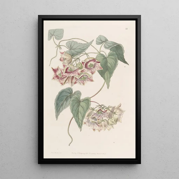 Philibertia à grandes fleurs - Sydenham Edwards — framed artwork on a wall