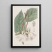 Trochetia with large flowers - Sydenham Edwards — framed artwork on a wall