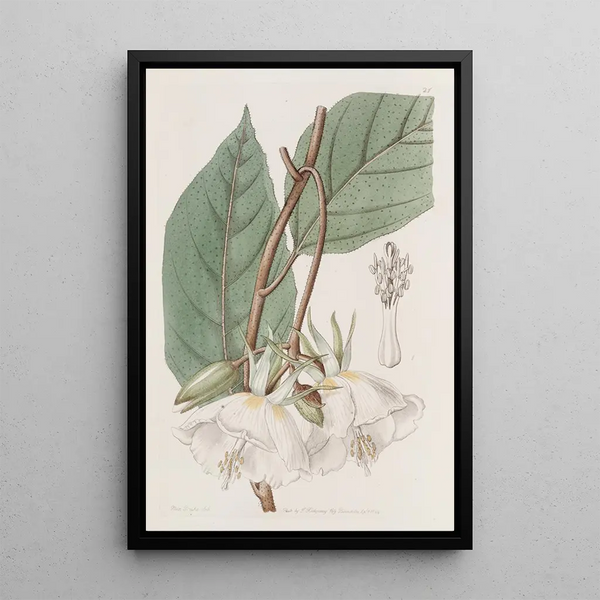 Trochetia with large flowers - Sydenham Edwards — framed artwork on a wall