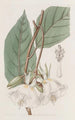 Trochetia with large flowers - Sydenham Edwards — artwork view
